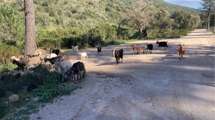 Villa Le Corail Rouge Corse Lecci Dış mekan fotoğraf