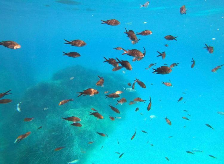 Villa Le Corail Rouge Corse Lecci Dış mekan fotoğraf